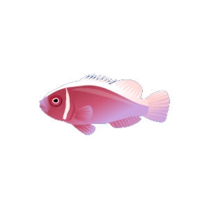 Magenta Clownfish